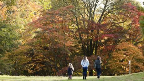 Autumn Walk