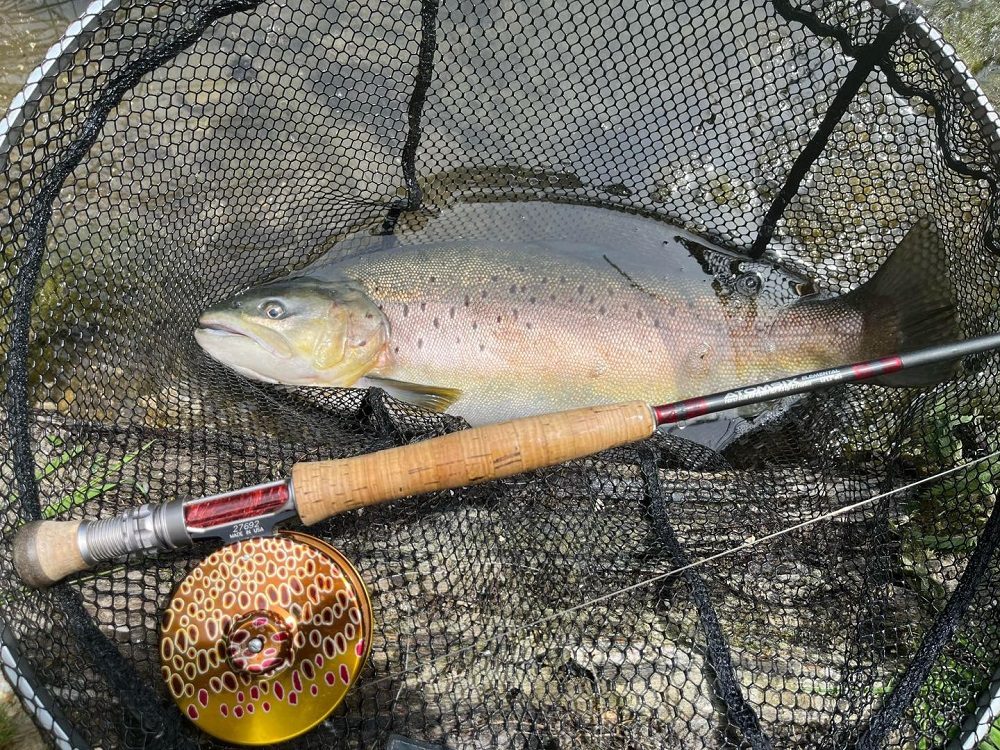 Avington Fish