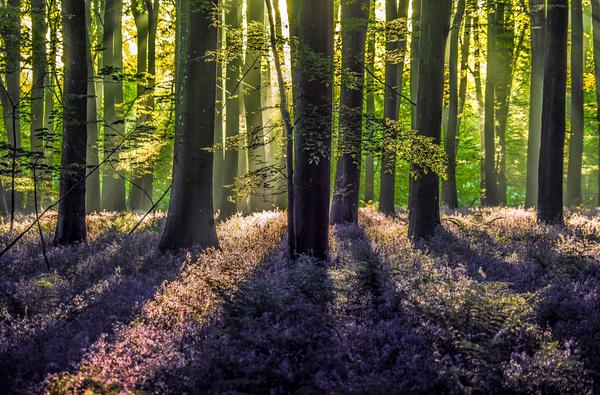 Bluebells Javaid Akhtar resized