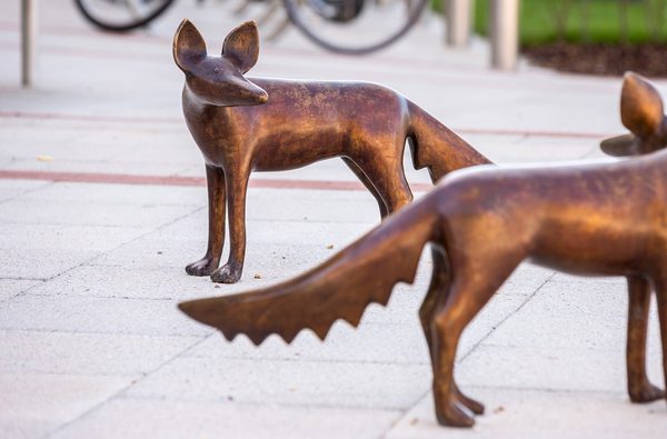 Bronze Foxes