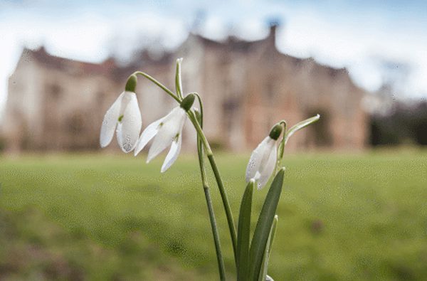 Chawton House Snow Drops