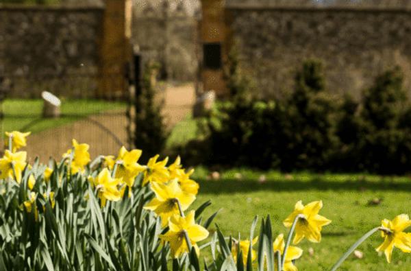 Daffodils at Chawton House