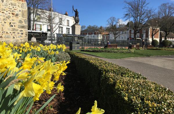 Daffodils in Abbey Gardens