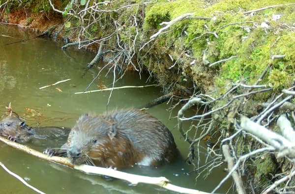 Ewhurst Park Beaver Kit Eating