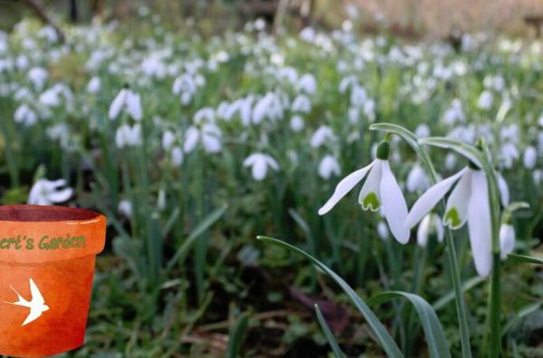 Gilbert White Snowdrops