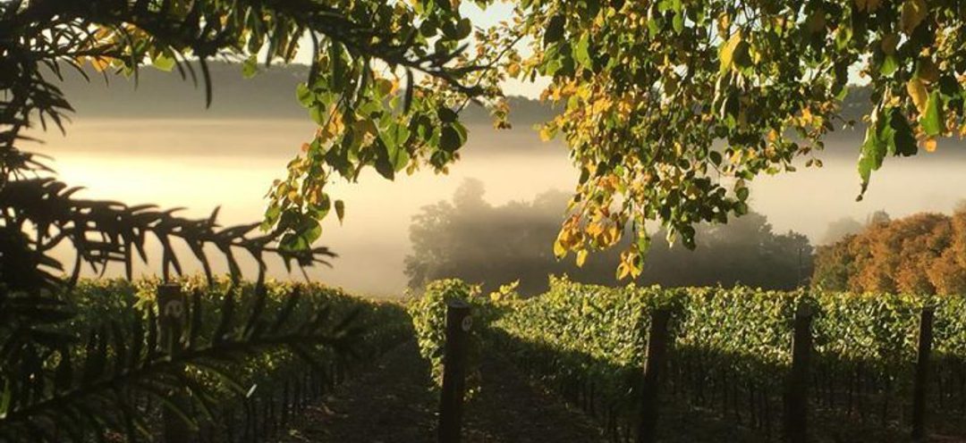 Hambledon Vineyard Autumn