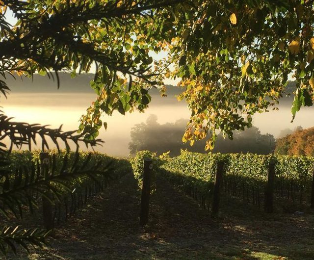 Hambledon Vineyard Autumn