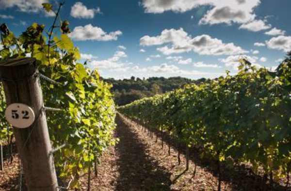 Hambledon Vineyard
