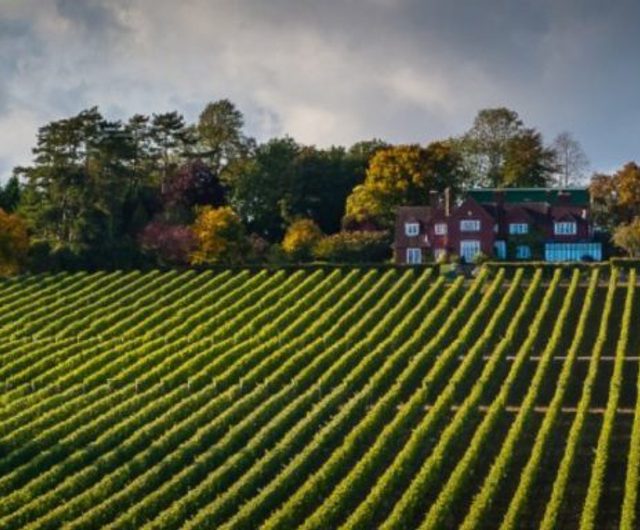 Hambledon Wines Englands Oldest Vineyard Winerist Credit Hambledown Vineyard 768x384