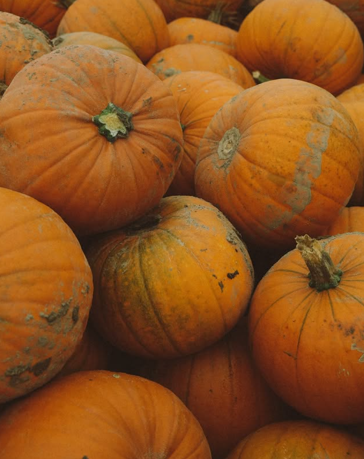 Hampshire Pantry PYO Pumpkins