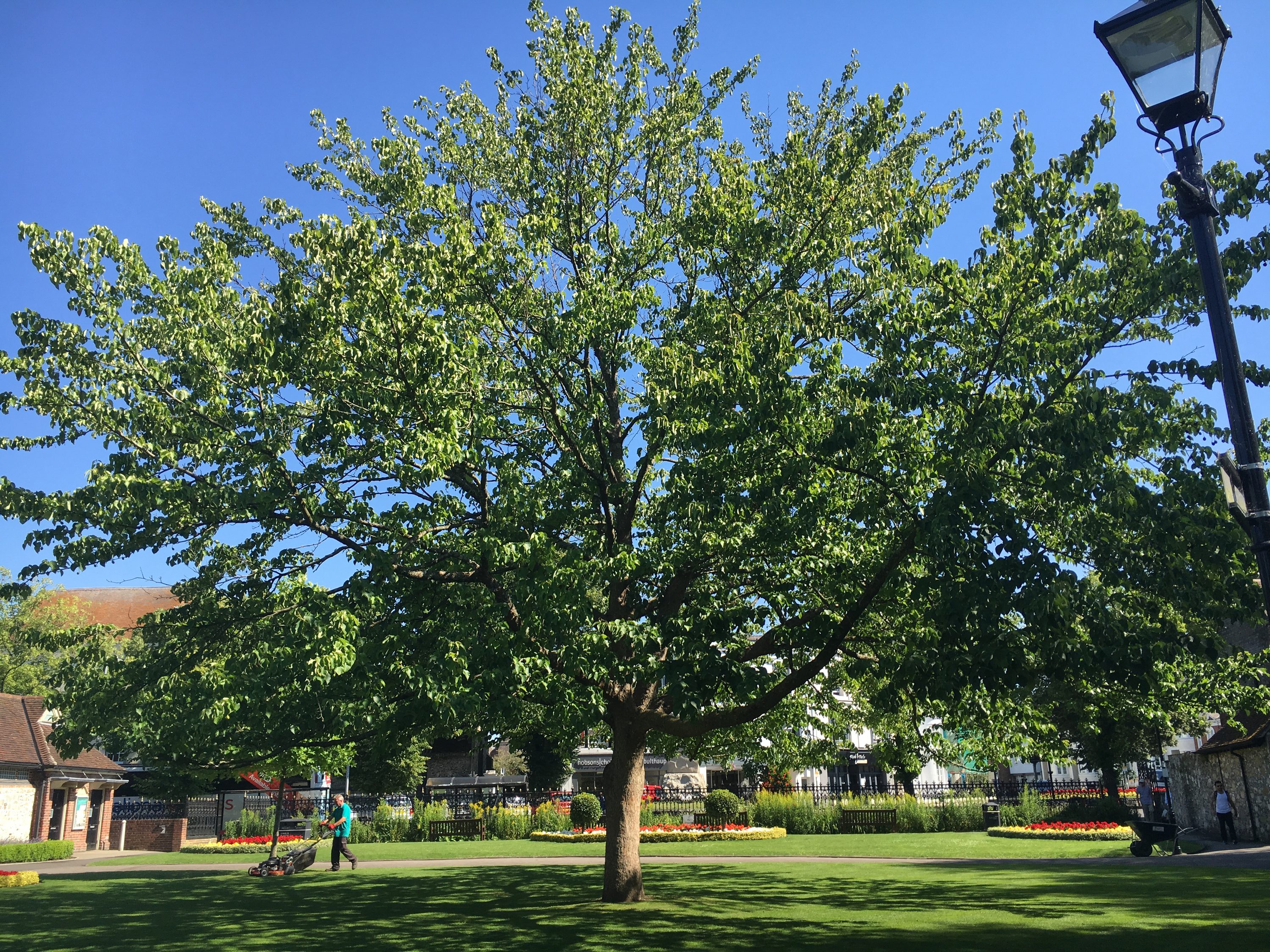 Handkerchief Tree in Abbey Gardens WCC