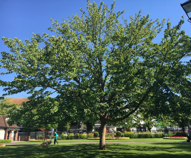 Handkerchief Tree in Abbey Gardens WCC