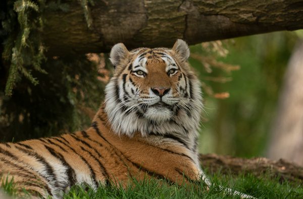 Marwell Zoo Amur tiger relax