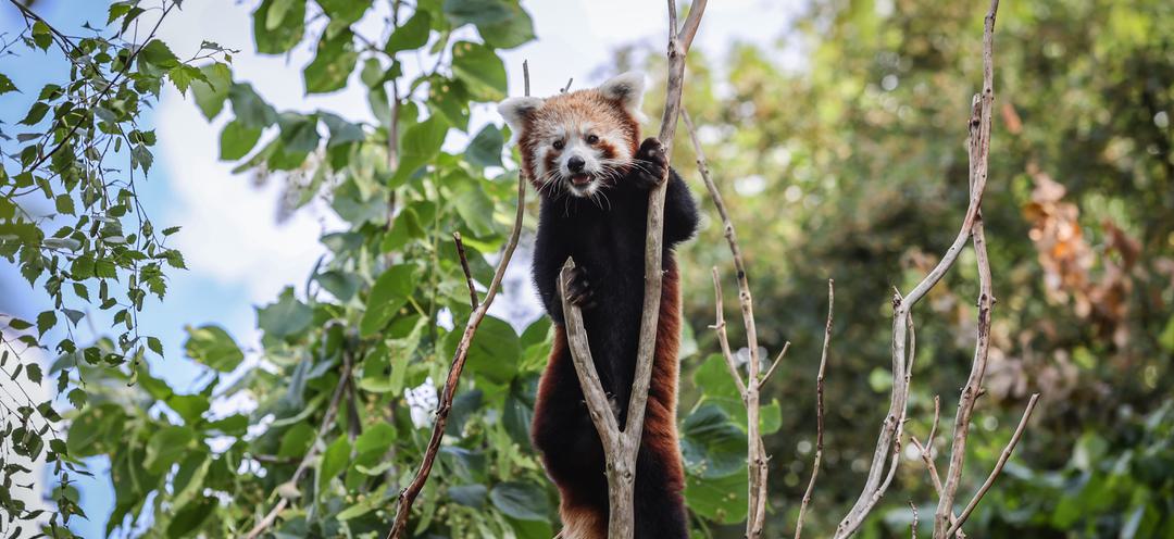 Marwell Zoo Credit Paul Collins Tashi the red panda