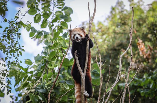 Marwell Zoo Credit Paul Collins Tashi the red panda