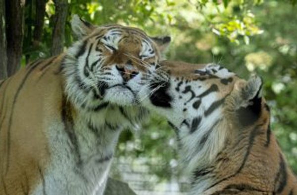 Marwell Zoo Amur Tiger snuggles
