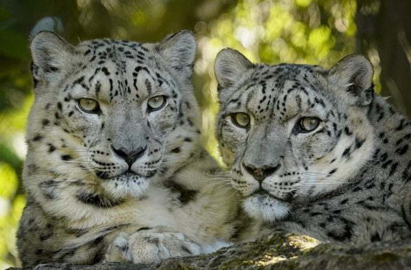Marwell Zoo Snow leopards1