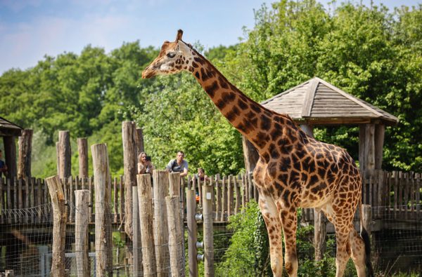 Male giraffe at Marwell Zoo