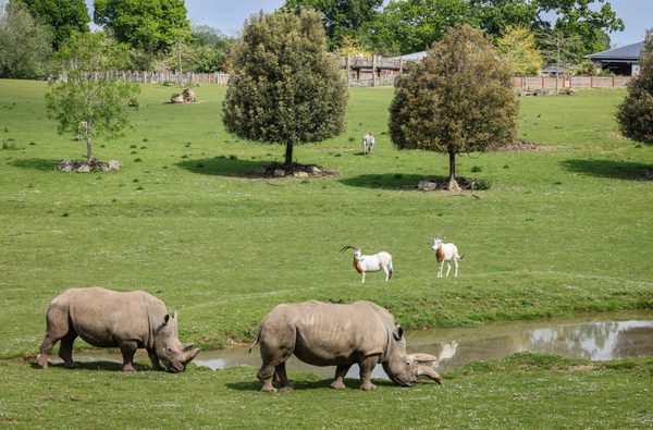 Rhino and oryx in field