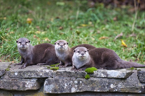 Otters at Marwell Zoo
