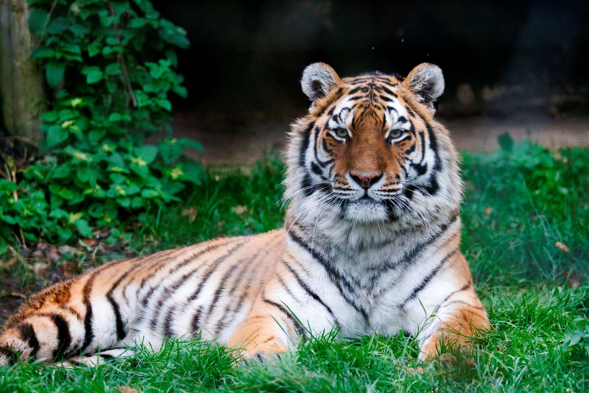 Photography Volunteer Paul Webber Tiger 6 resized