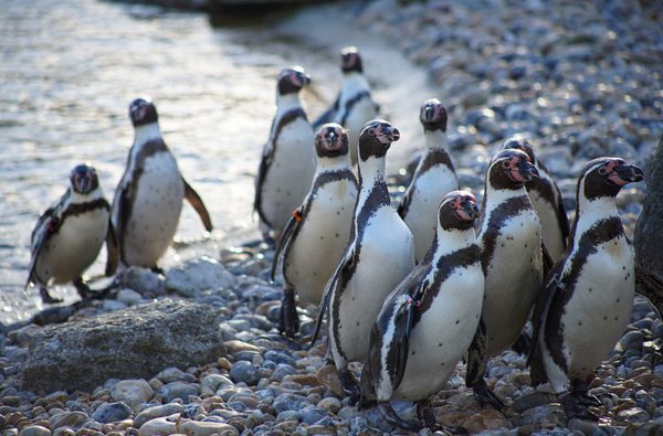 Penguins walking on pebbles
