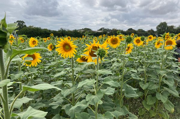 Sunflower Festival