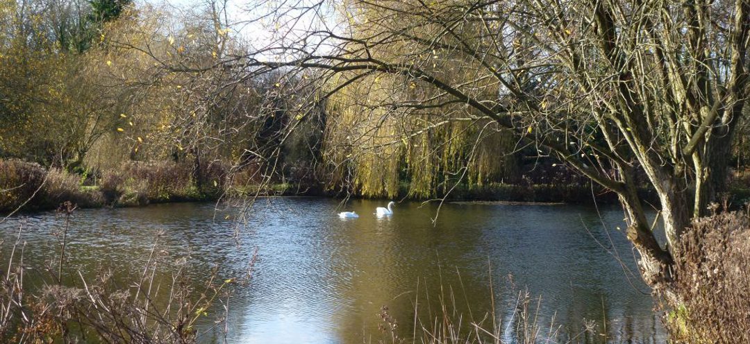 Swans on pond opposite Church