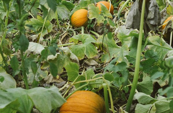 The Hampshire Pantry Pumpkins 2