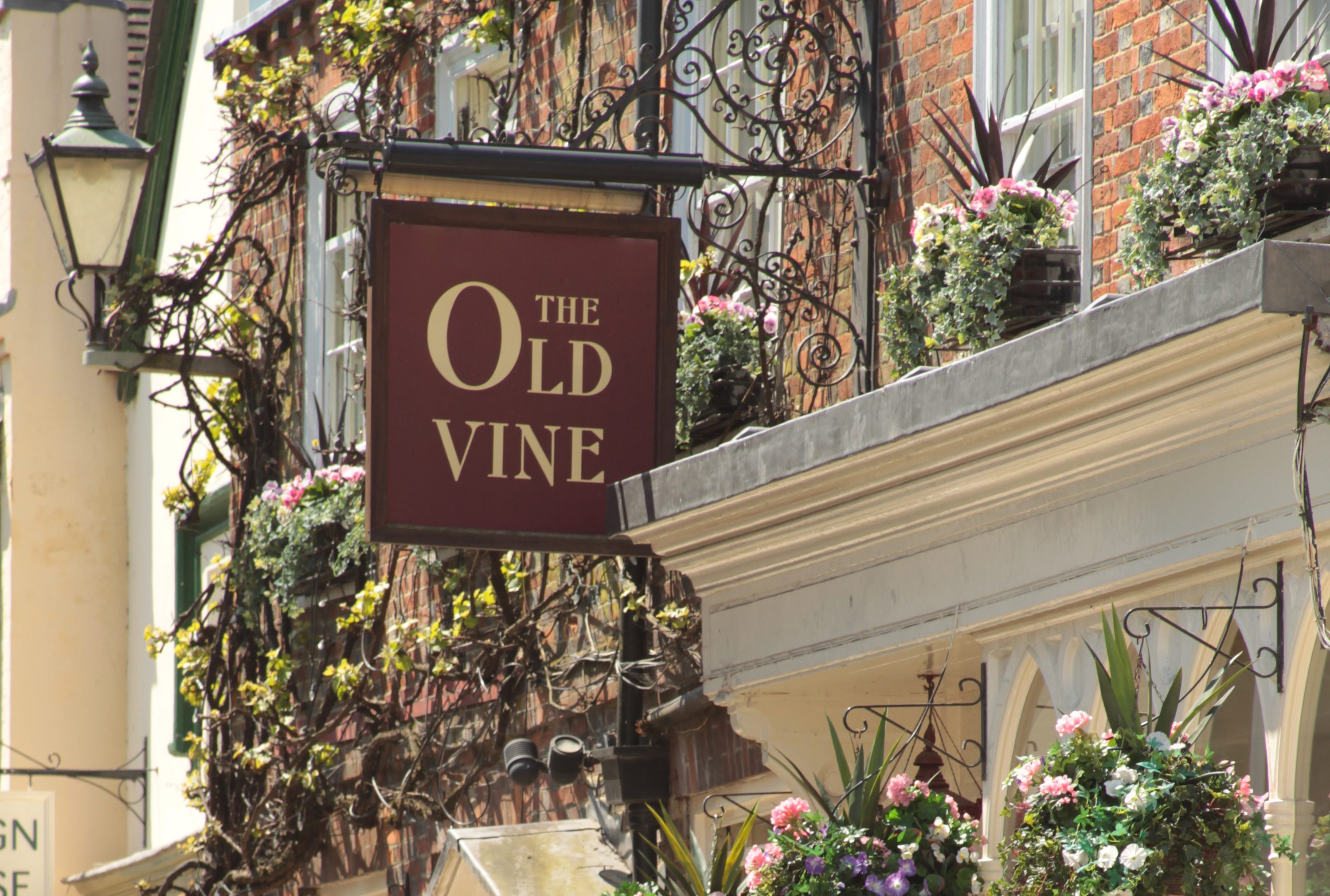 The Old Vine front imagesize21