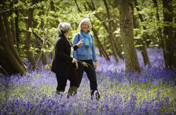 Walkers in bluebell wood credit National Trust Images Arnhel de Serra