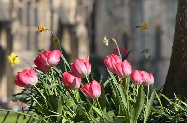 Winchester Cathedral Flowers