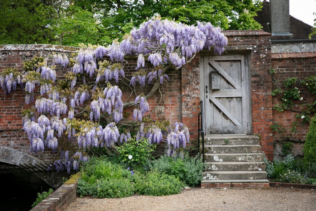 Winchester College wisteria