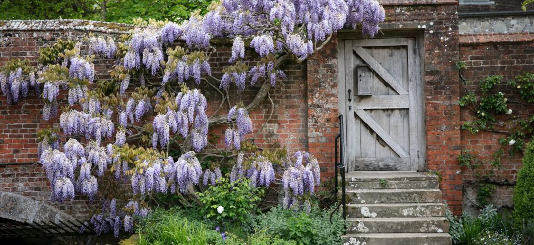 Winchester College wisteria