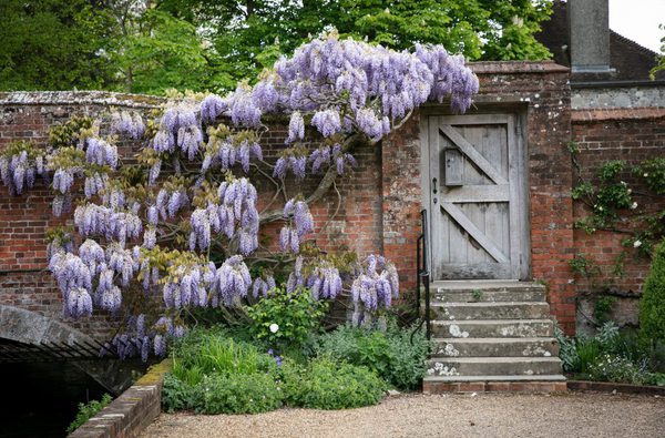 Winchester College wisteria