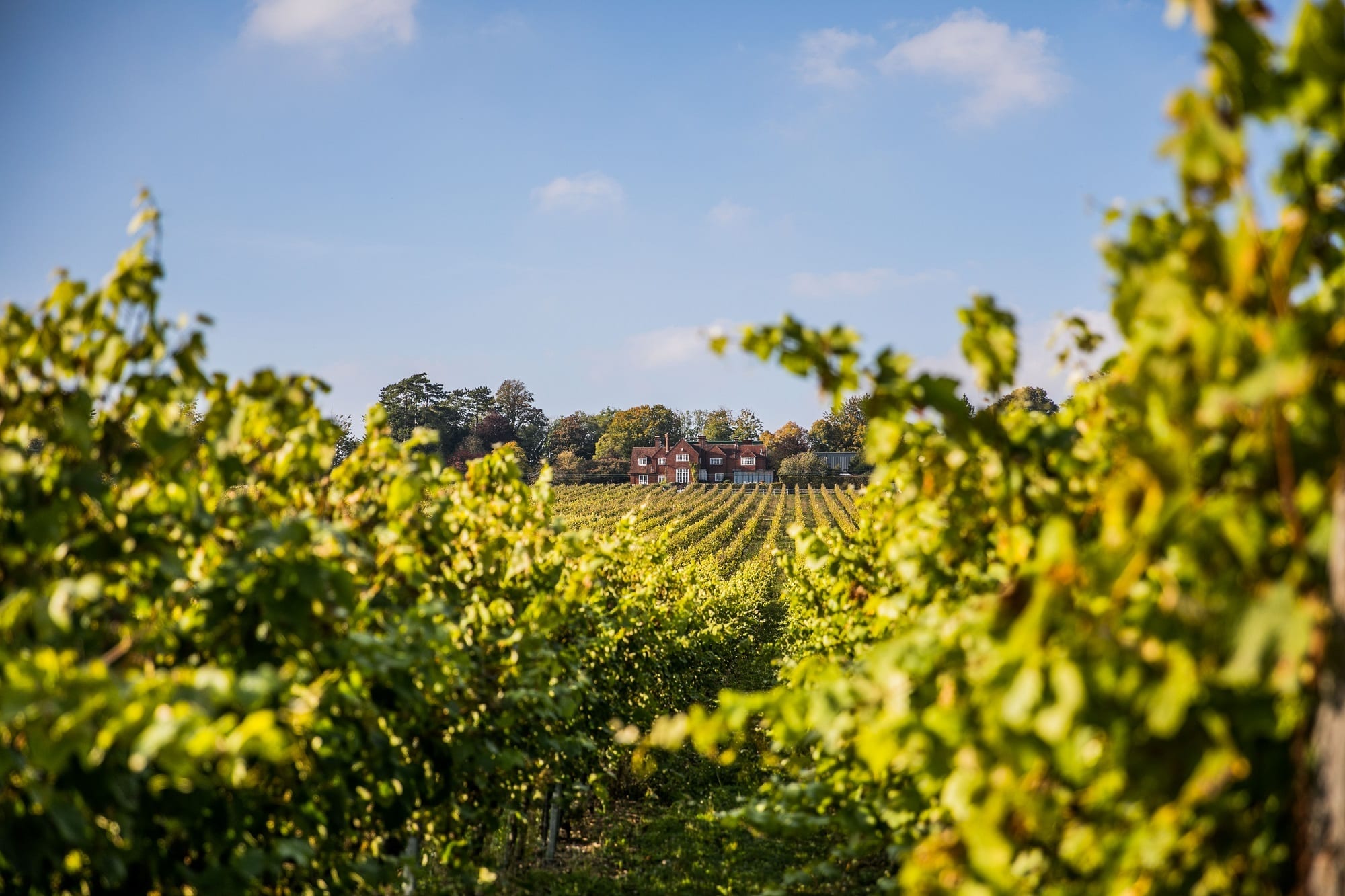 Harvest 2021 521 of 592 Hambledon Vineyard