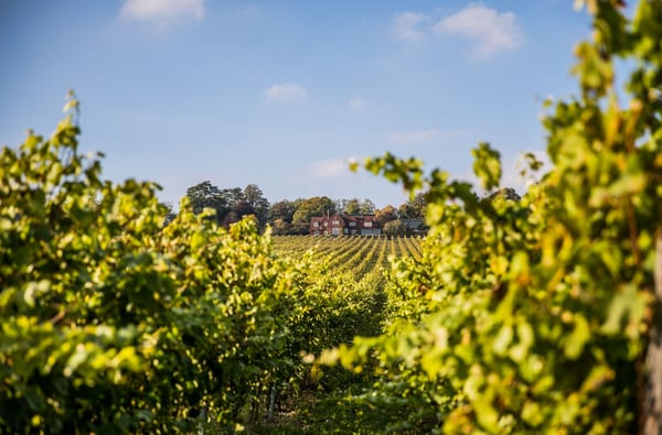 Harvest 2021 521 of 592 Hambledon Vineyard