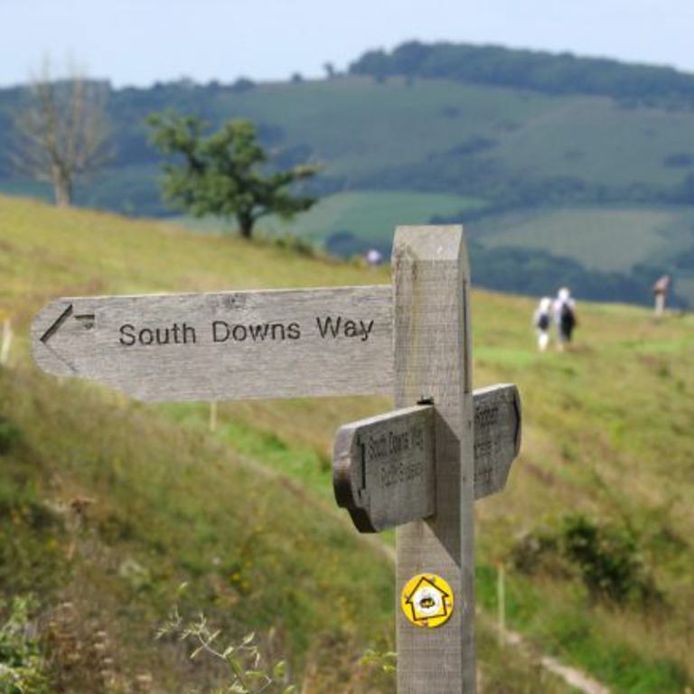 Cheesefoot head sdnp