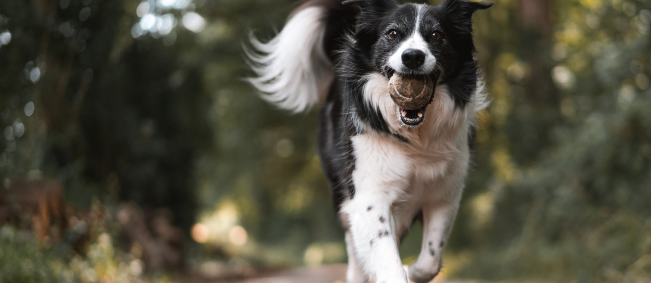 Dog carrying a ball
