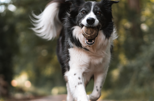 Dog carrying a ball