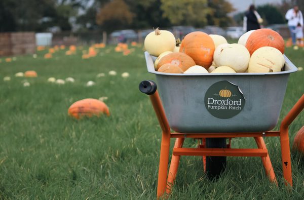 Droxford pumpkin patch