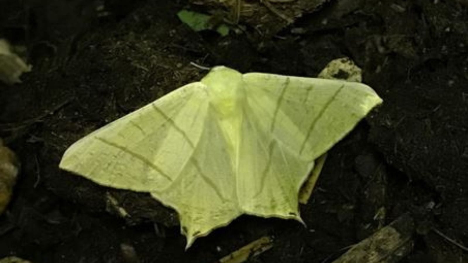 Moth night