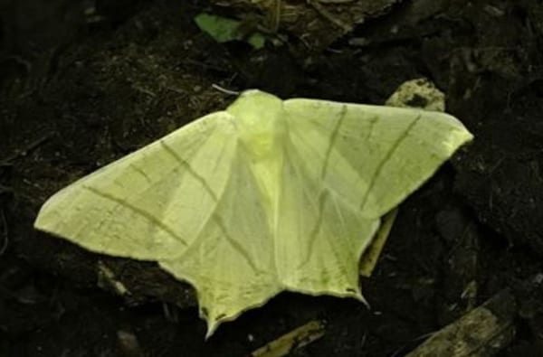 Moth night