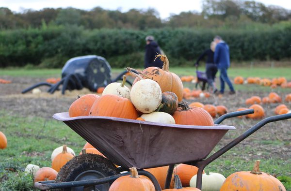 Newhouse farm pumpkin patch