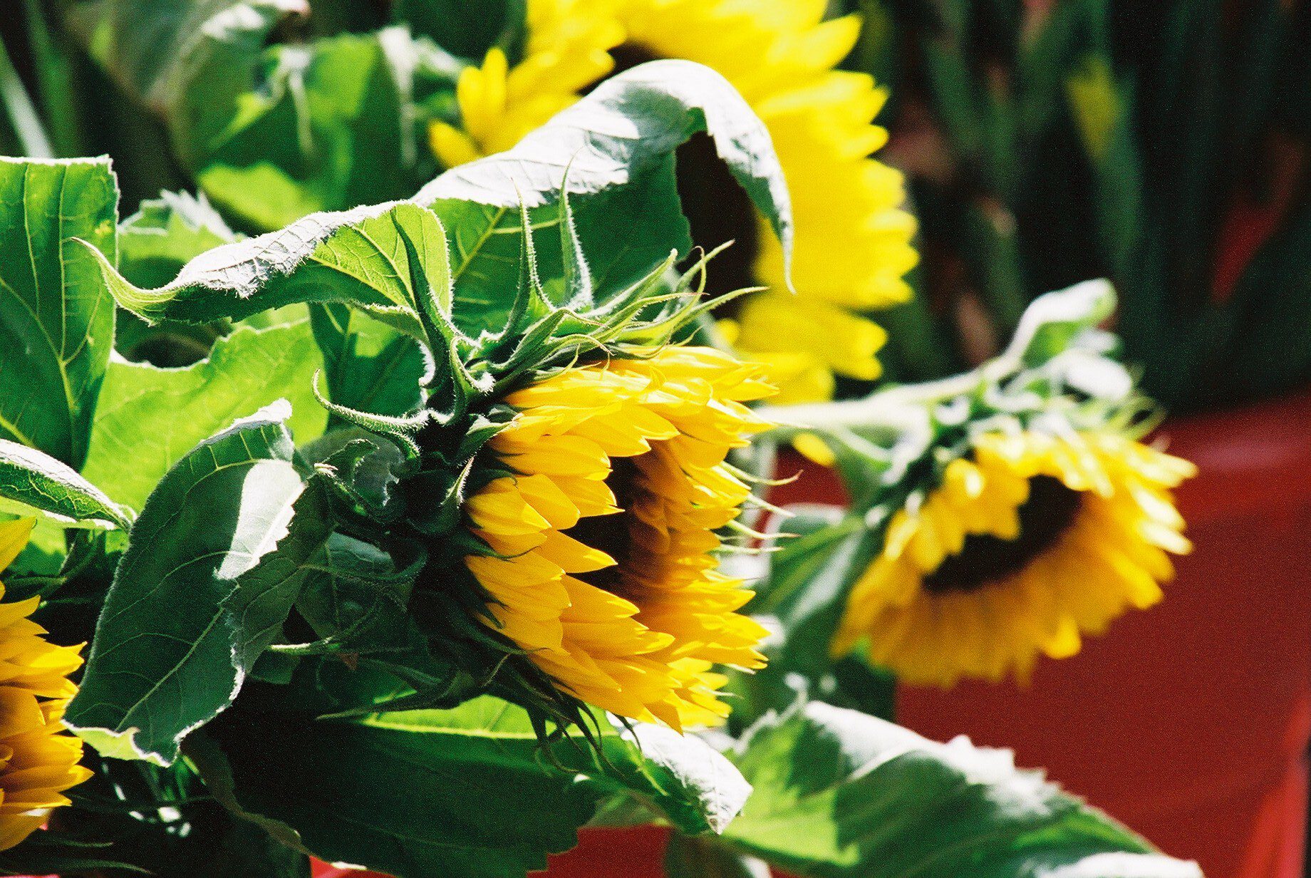 Sunflowers