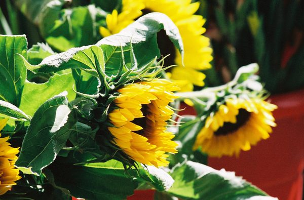 Sunflowers