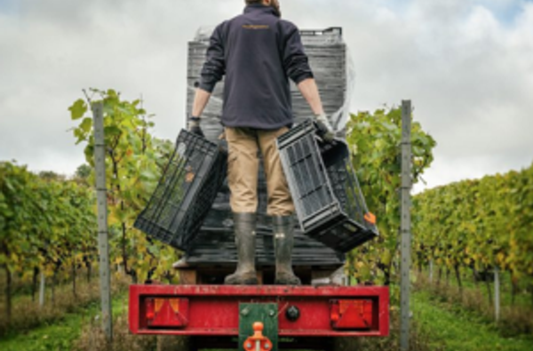 Vineyard harvest