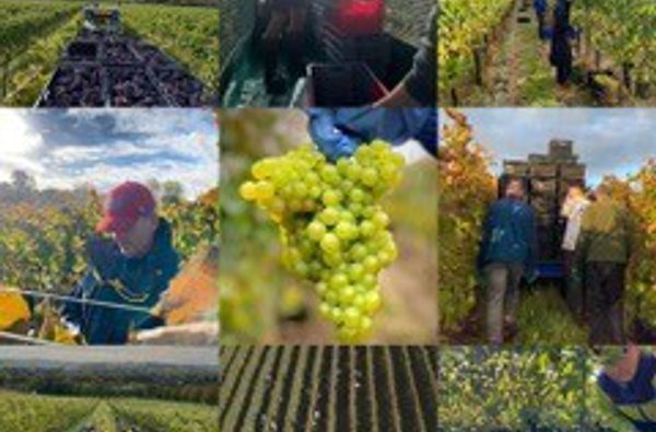 Vineyards
