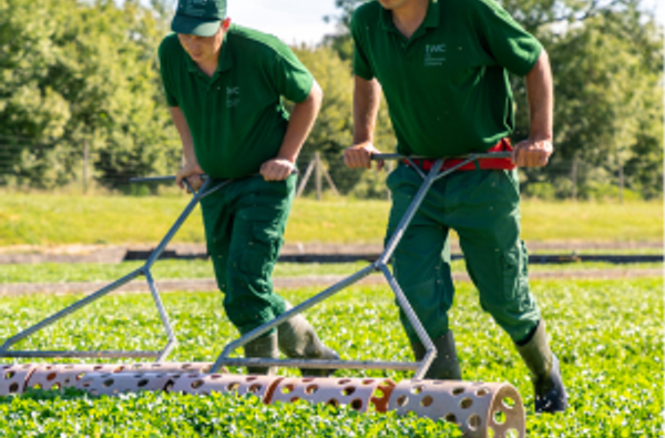Watercress harvest