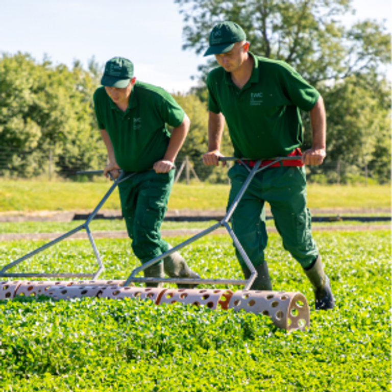 Watercress harvest